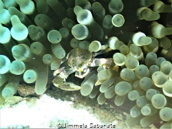 Spotted Anemone Porcelain Crab - Neopetrolisthes maculatu... by Jimmela Sabanate 